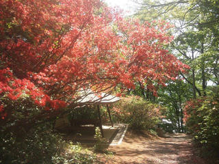 130518_0939_高尾神社に咲くツツジ（伊那市）