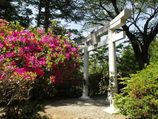 130518_0946_高尾神社に咲くツツジ（伊那市）