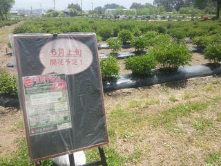 130522_1032_養命酒駒ヶ根工場の芍薬（駒ヶ根市）