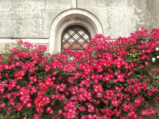 130601_1545_安曇野市豊科近代美術館に咲くバラ（安曇野市）