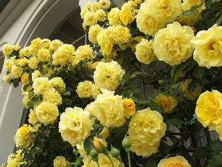 130601_1542_安曇野市豊科近代美術館に咲くバラ（安曇野市）