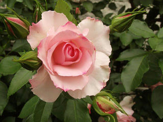 130601_1549_1_安曇野市豊科近代美術館に咲くバラ（安曇野市）