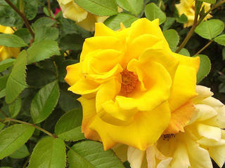 130601_1549_2_安曇野市豊科近代美術館に咲くバラ（安曇野市）