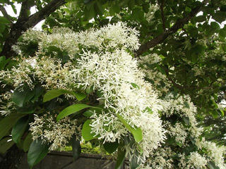 130601_1303_養命酒駒ヶ根工場・四季咲きの丘（駒ヶ根市）