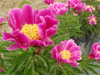 130601_1259_1_養命酒駒ヶ根工場・四季咲きの丘（駒ヶ根市）