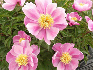 130601_1259_2_養命酒駒ヶ根工場・四季咲きの丘（駒ヶ根市）