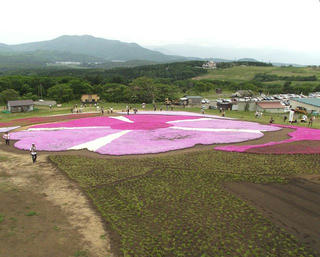 130602_1153_黒姫高原・信州芝桜園（信濃町）