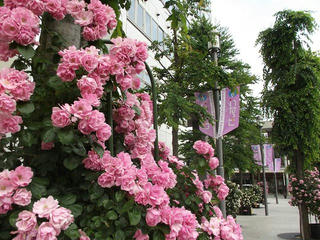 130608_1352_伊那バラまちフェスタ（伊那市）