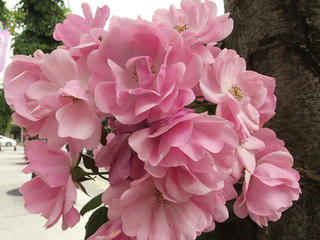 130608_1402_伊那バラまちフェスタ（伊那市）