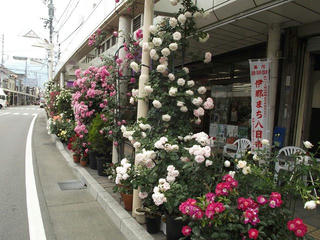 130608_1356_1_伊那バラまちフェスタ（伊那市）