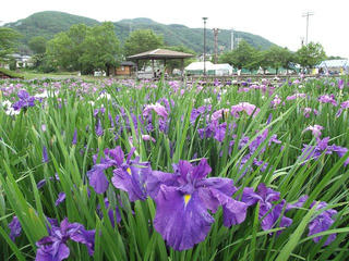 130622_1744_1_第２９回信州安曇野あやめまつり（安曇野市）