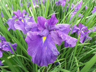 130622_1744_2_第２９回信州安曇野あやめまつり（安曇野市）