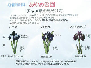 130622_1748_第２９回信州安曇野あやめまつり（安曇野市）