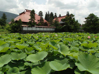 130630_1157_稲泉寺の大賀ハス（木島平村）