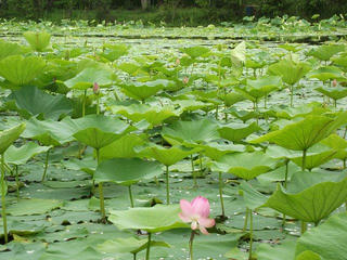 130706_1226_浜津ヶ池に咲く大賀ハス（中野市）