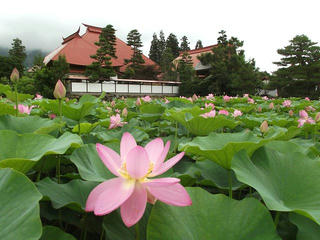 130707_1214_稲泉寺のハス（木島平村）