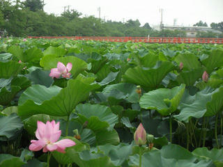 130727_1314_第３４回上越はすまつり（新潟県上越市）
