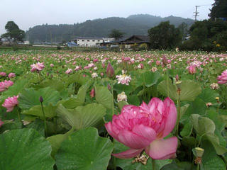 130814_0639_向原蓮池（売木村）