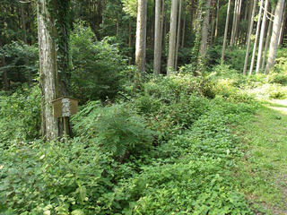 130814_0845_武田勝頼ゆかりの武節城址（愛知県豊田市武節町）