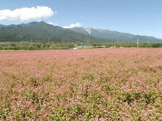 信州中川赤そば花まつり（中川村）