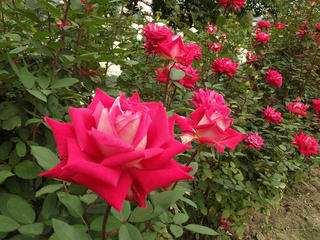 131005_1312_中野市一本木公園に咲くバラ（中野市）