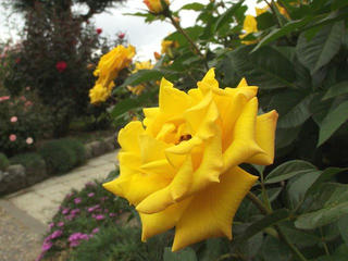 131005_1306_中野市一本木公園に咲くバラ（中野市）