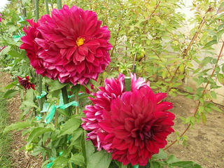 131005_1319_中野市一本木公園に咲くダリア（中野市）