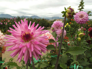 131005_1317_中野市一本木公園に咲くダリア（中野市）