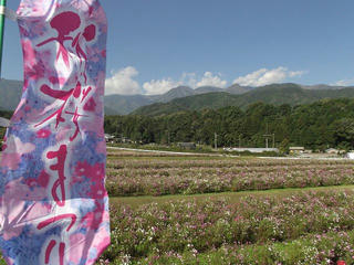 131012_0925_信州アルプス花の里いいじま２０１３秋桜まつり（飯島町）