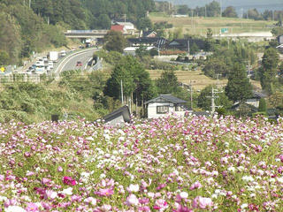 131012_0927_信州アルプス花の里いいじま２０１３秋桜まつり（飯島町）