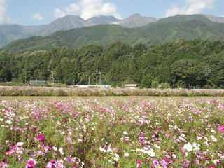 131012_0928_信州アルプス花の里いいじま２０１３秋桜まつり（飯島町）
