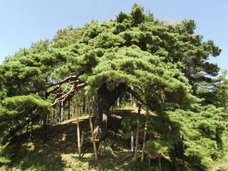 131012_1109_火山峠にある芭蕉の松（駒ヶ根市）