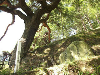 131012_1104_2_火山峠にある芭蕉の松（駒ヶ根市）
