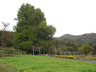 131110_1145_神戸の大イチョウ（飯山市）