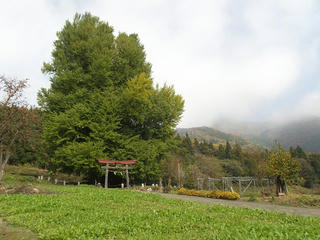 131116_1242_神戸の大イチョウ（飯山市）