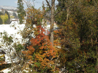 131116_1308_なべくら大橋の紅葉（飯山市）