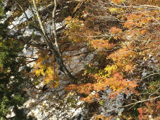 131116_1307_2_なべくら大橋の紅葉（飯山市）