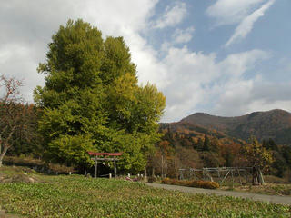 131124_1139_神戸の大イチョウ（飯山市）