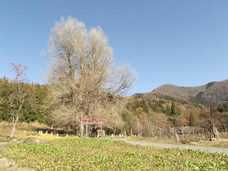 131130_1253_神戸の大イチョウ（飯山市）