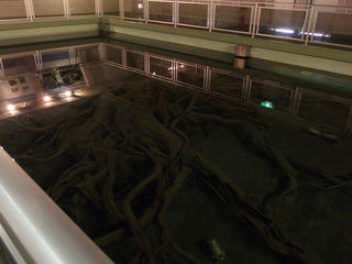 130803_1629_魚津埋没林博物館・水中展示館（富山県魚津市）