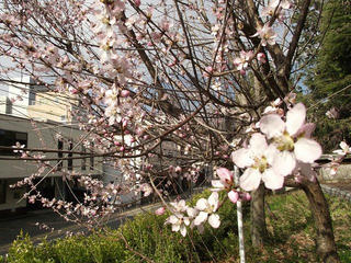 140329_0841_長野市立図書館に咲く魯桃桜（長野市）