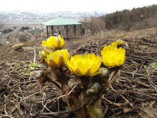 140405_1221_原大沢の福寿草群生地（木島平村）