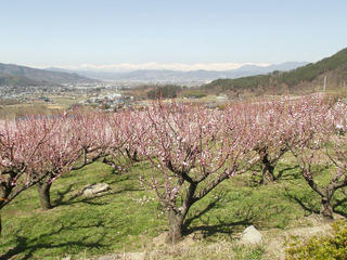 140412_1020_東条のあんず（長野市松代町）