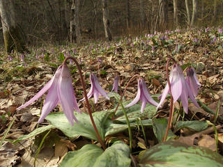 140413_0741_里島自然探勝道に咲くカタクリの花（長野市）