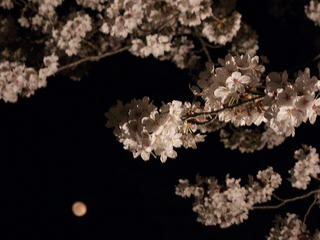 140416_2023_松代城跡の夜桜（長野市松代町）