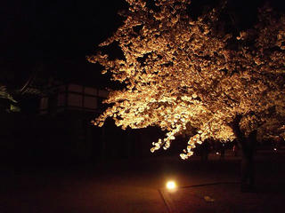 140416_2010_松代城跡の夜桜（長野市松代町）