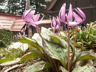 140420_1121_健御名方富命彦神別神社のカタクリ（飯山市）