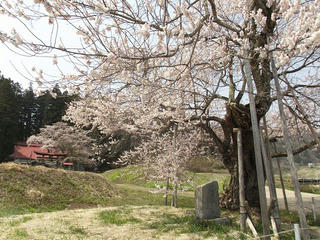 140426_1226_黒川「桜林の大桜」（飯綱町）