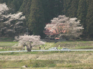 140426_1223_黒川「桜林の大桜」（飯綱町）