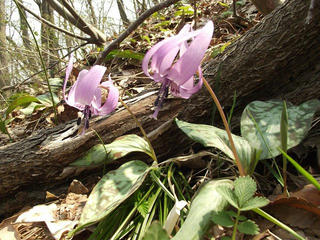 140426_1210_矢筒城跡に咲くカタクリの花（飯綱町）